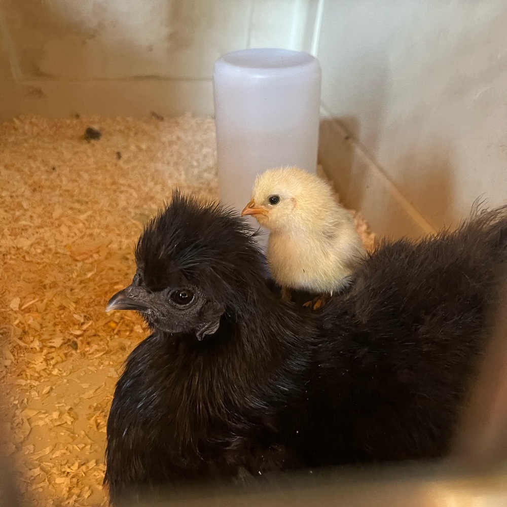 Birthday Surprise for Haley 🥰💜